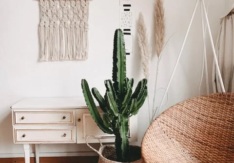Photo by Alyssa Strohmann green cactus plant in room